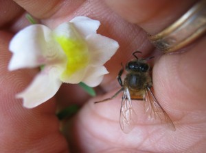 linaria-antirrhinum-sylphe-pollination-coevolution-dirkmarkus-lichtenberger