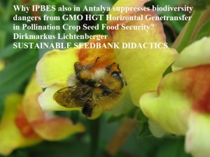 ipbes-antalya-gmo-hgt-pollination-food-security-bee-security-dirkmarkus-lichtenberger-sustainable-seedbank-didactics-antirrhinum-snapdragon-gmo-bee-security