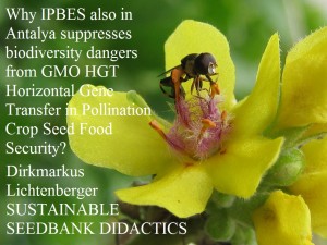ipbes-antalya-gmo-hgt-pollination-food-security-bee-security-dirkmarkus-lichtenberger-sustainable-seedbank-didactics-verbascum-scrophulariaceae-gmo
