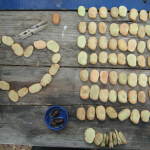 beans-with-heart-for-regeneration-and-permaculture-ibiza-dimali-2008