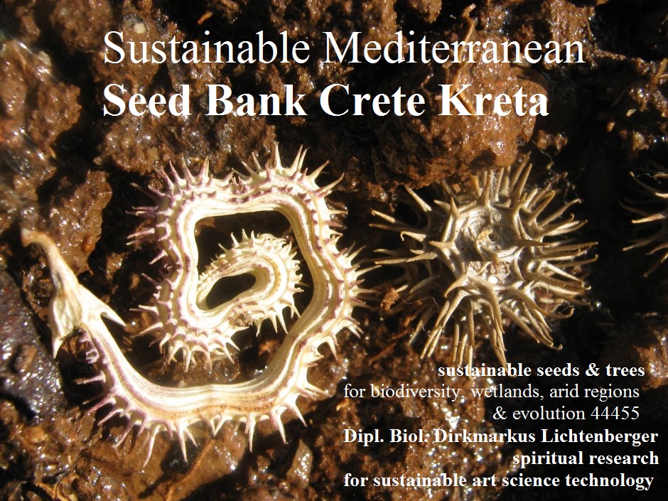 sustainable-mediterranean-seed-bank-crete-kreta-scorpiurus-medicago-2016-04-13-dipl-biol-dirkmarkus-lichtenberger