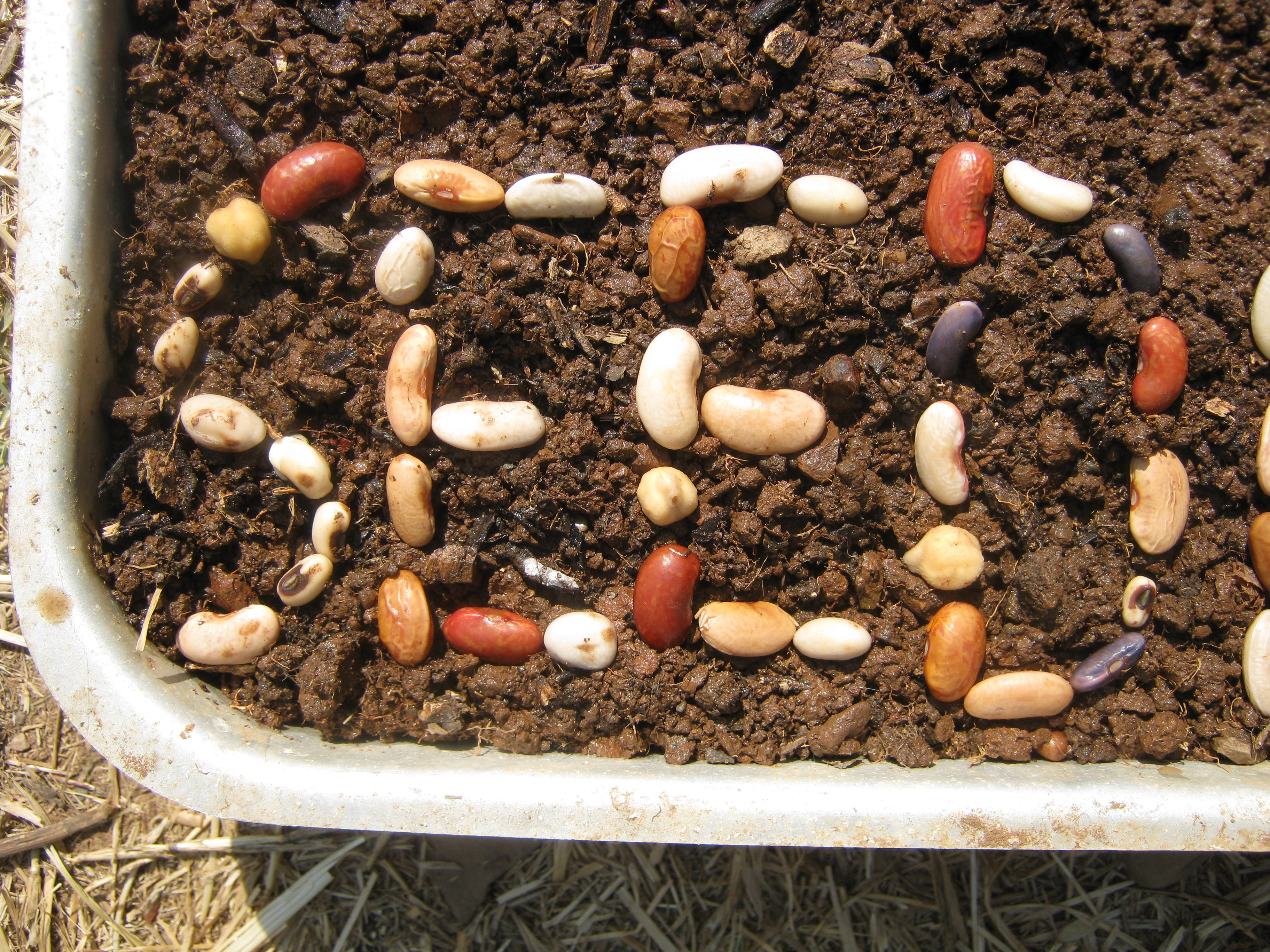 banco-semences-seedbank-maghreb-algarve-7000-beans-bohnen-for-7000-oaks-eichen-chenes-dimali