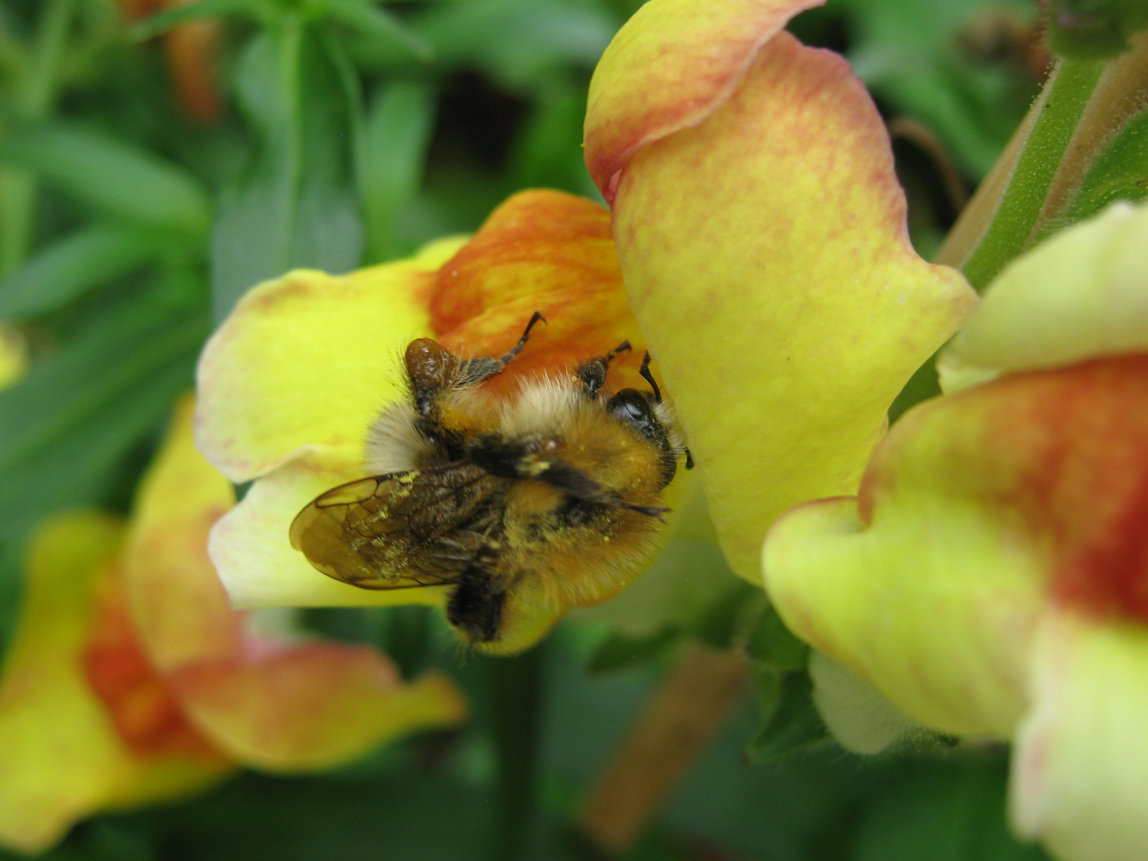 maghreb-algarve-seedbank-banco-semences-antirrhinum-snapdragon-gueule-de-lion-bee-pollination-abeille-coevolution-dimali.jpg