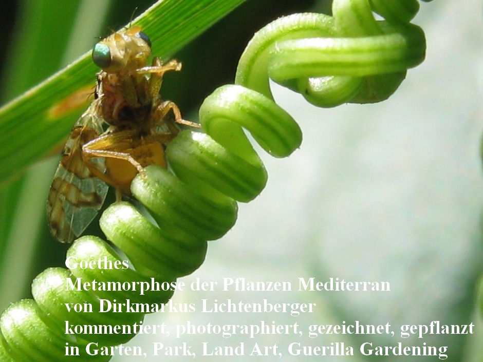 goethes-metamorphose-der-pflanzen-mediterran-von-dirkmarkus-lichtenberger-2013-07-11-coevolution-spiraltendenz
