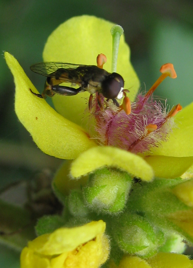 coevolution-flower-insect-california-algarve-verbascum-seed-bank-dirkmarkus-lichtenberger