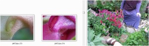 schoene-gaertnerin-algarve-antirrhinum-flower-power-d-02689-saatgutbank-embryonen