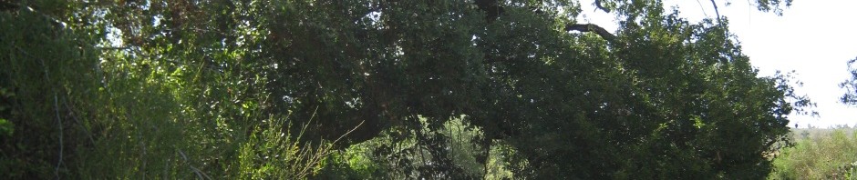 sobreiro-naturdenkmal-korkeiche-cerca-dos-pomares-aljezur-bruecke